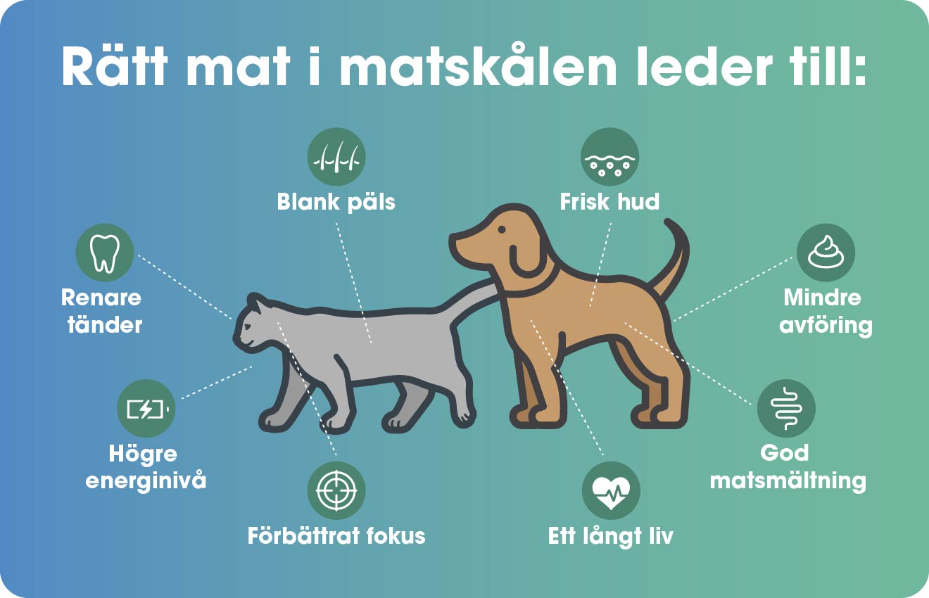 R&auml;tt hundfoder eller kattmat f&ouml;rb&auml;ttrar djurets h&auml;lsa
