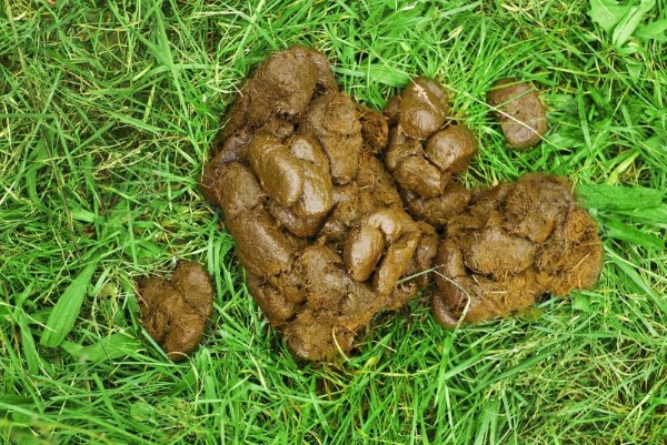 S&aring; b&ouml;r h&auml;stens tr&auml;ck se ut om allt &auml;r som det ska.