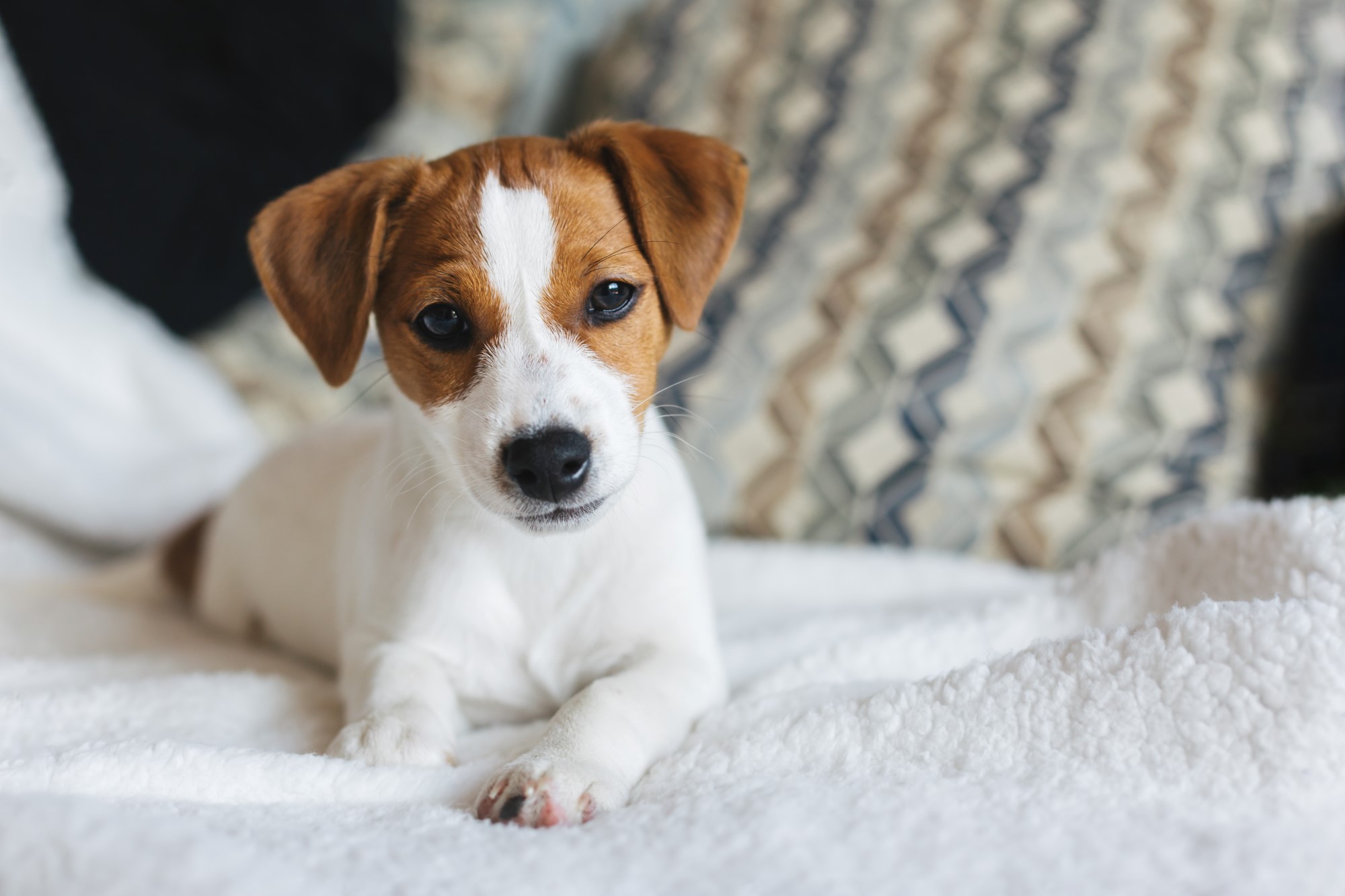 Att h&auml;mta hem en hundvalp