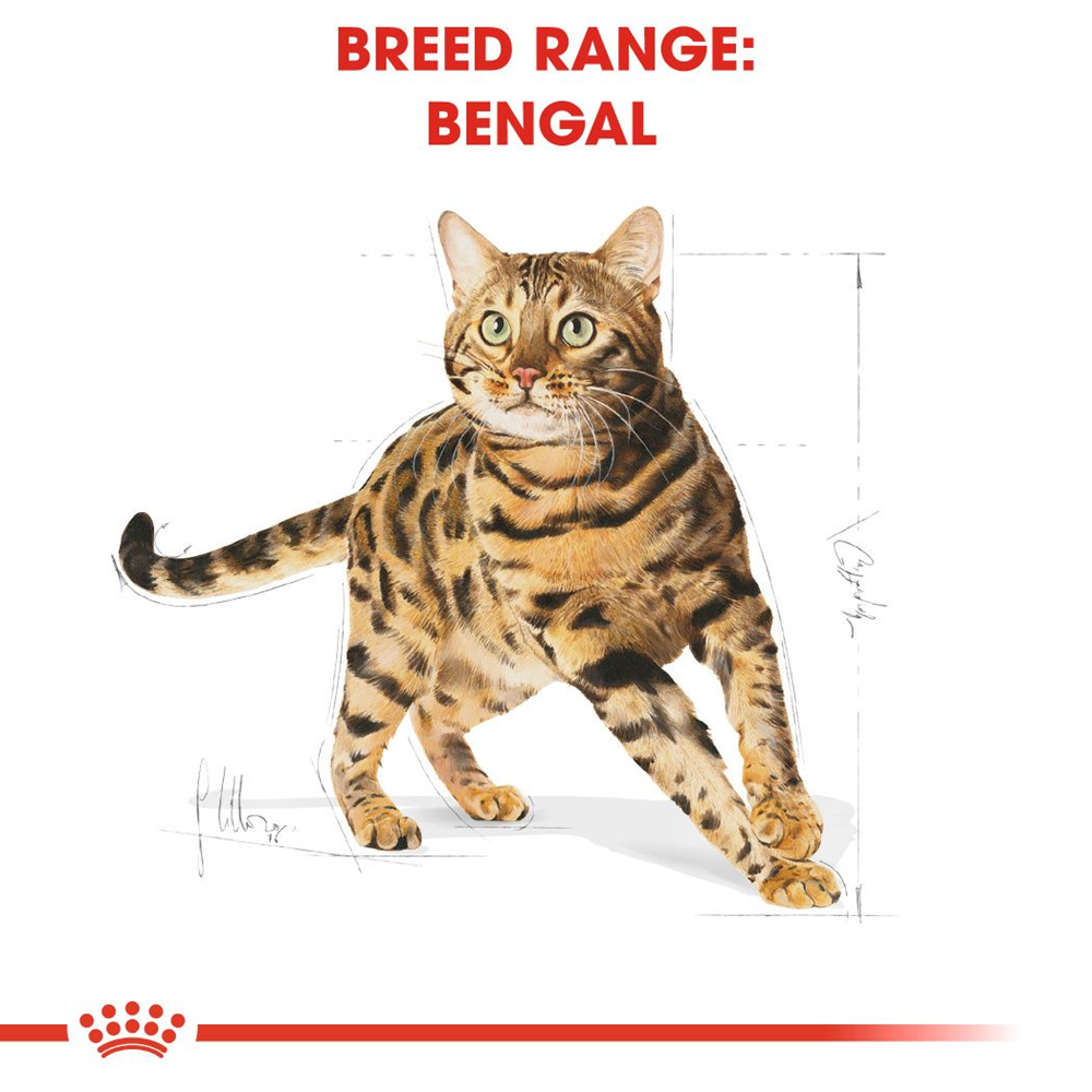 Royal Canin Bengal Adult tørfoder til kat 2 kg | Vetapotek
